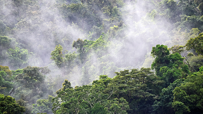 Trees surrounded by fog.