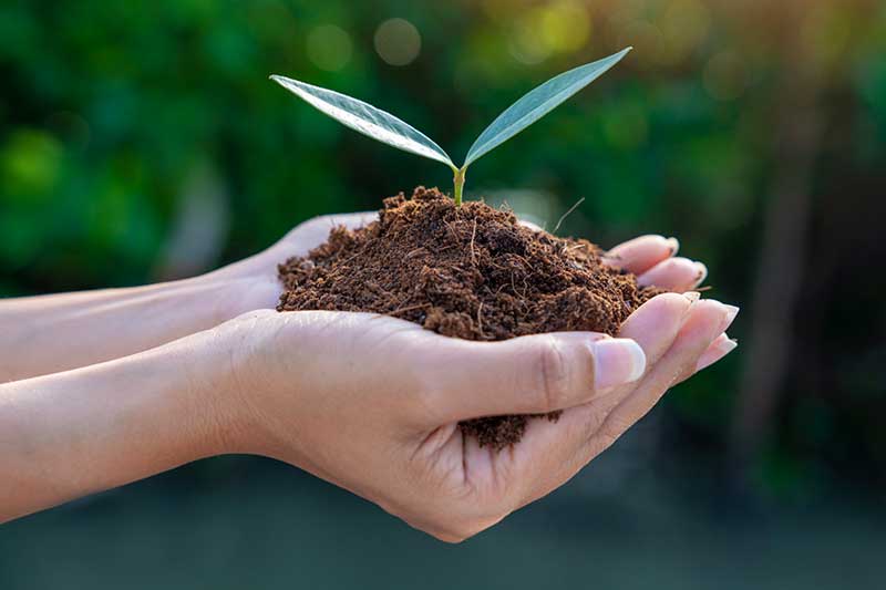 Two hands cupped, with soil and a thriving seedling.