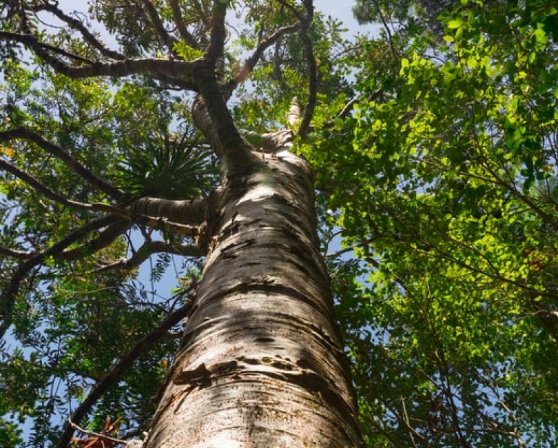 Photo of a tree from the ground